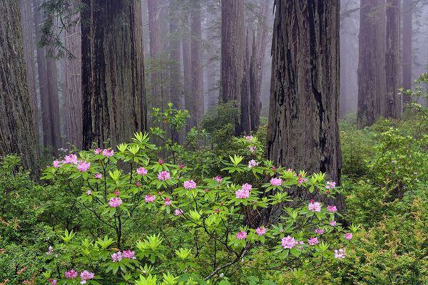 Jones, Adam 아티스트의 Redwood trees and Pacific Rhododendron in fog-Redwood National Park-California작품입니다.